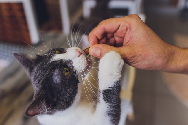 Snacks para gatos