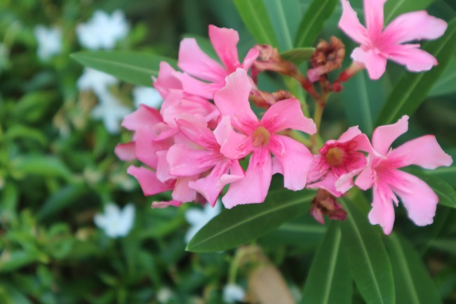 Adelfa, una de las plantas que aguantan frío y calor