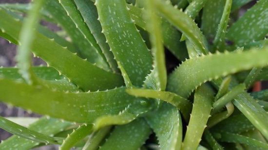 Aloe vera