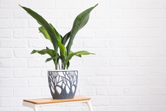 Aspidistra, cuidados y necesidades