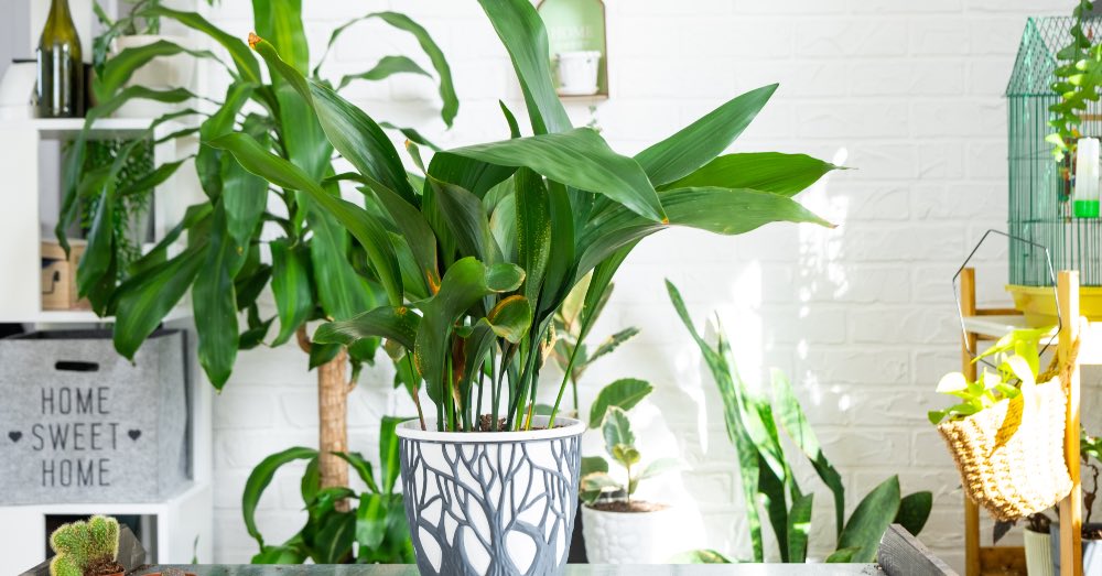 Cuidados de la aspidistra o pilistra