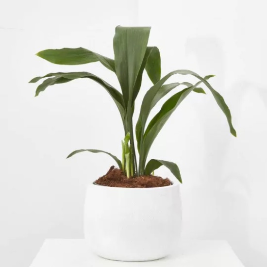Aspidistra en maceta