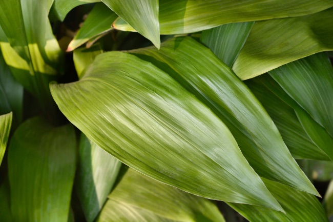 Aspidistra