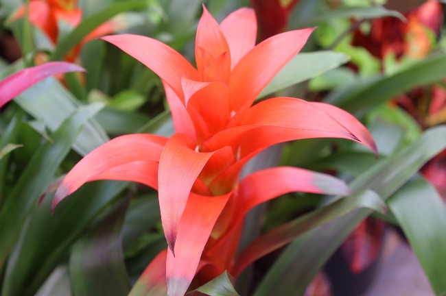 Bromelia, otra de las plantas para pasillos sin luz más habituales