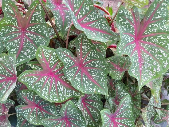 Caladium o Caladio
