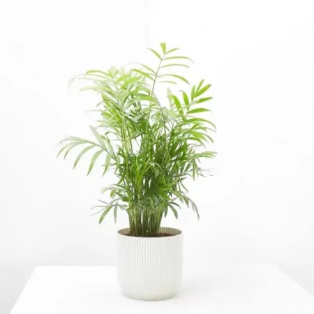 Chamaedorea en maceta