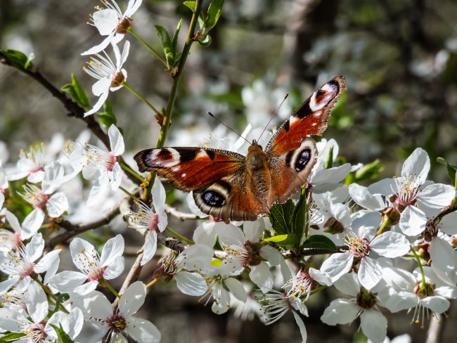 Ciruelo en flor, una de las plantas de exterior resistentes al calor y al frío