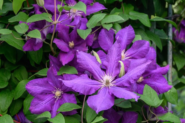 Clematis