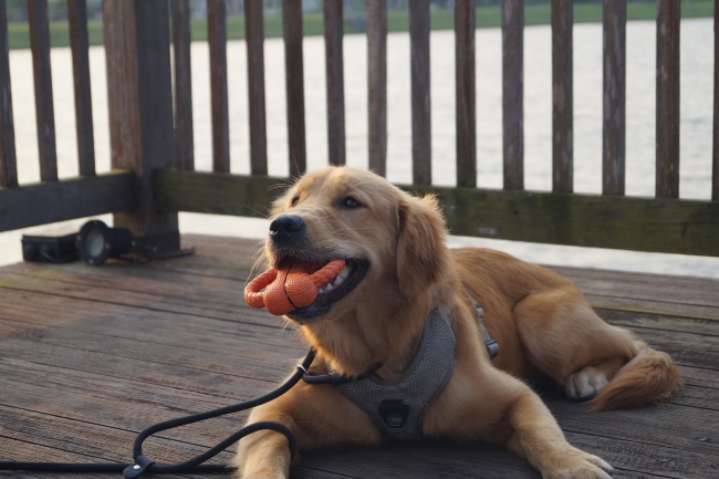 No morder, una de las órdenes claves sobre cómo educar a un cachorro