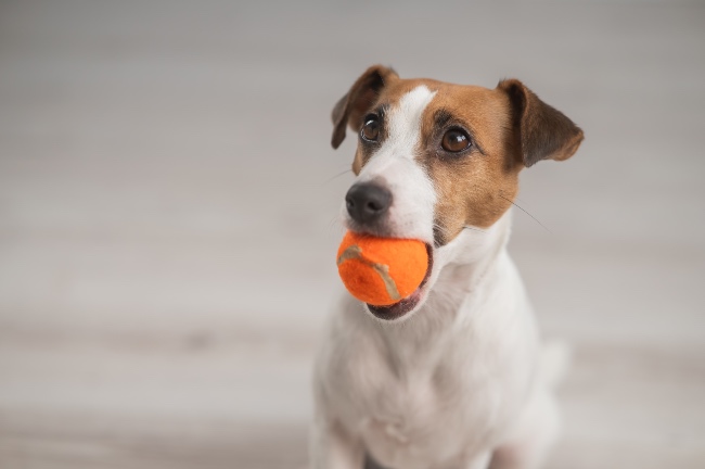 Perro jugando