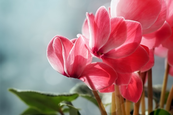 Cyclamen, una de las plantas venenosas para gatos más habituales