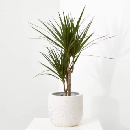 Dracena marginata, una de las plantas para pasillos sin luz más exóticas