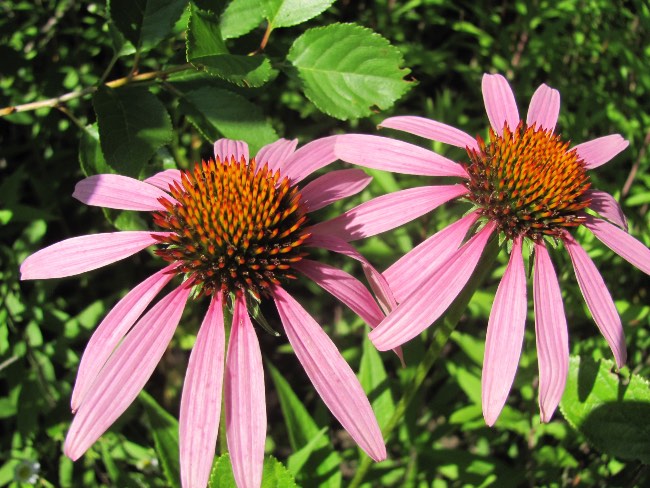 Echinacea
