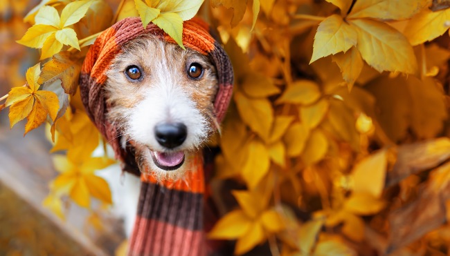 Dolencias del perro en invierno