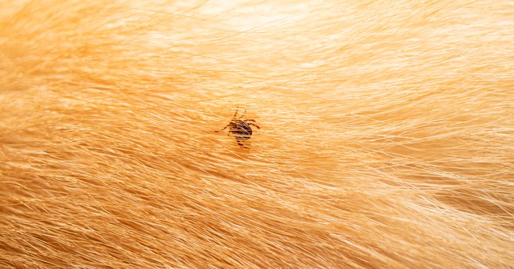 Garrapatas en perros: consejos para eliminarlas y prevenirlas