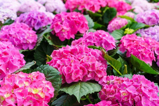 Hortensia