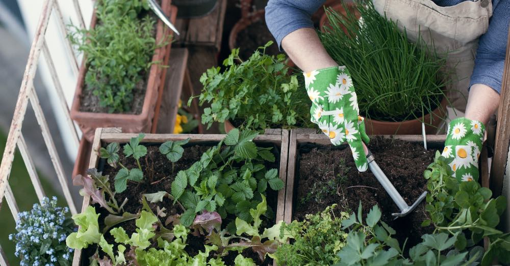 ¿Qué plantar en tu huerto urbano y cuándo?