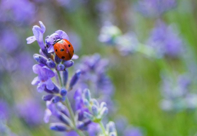 Lavanda, una de las plantas de exterior resistentes al frío y al calor
