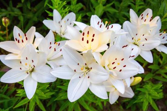 Lilium, una de las plantas más venenosas para gatos