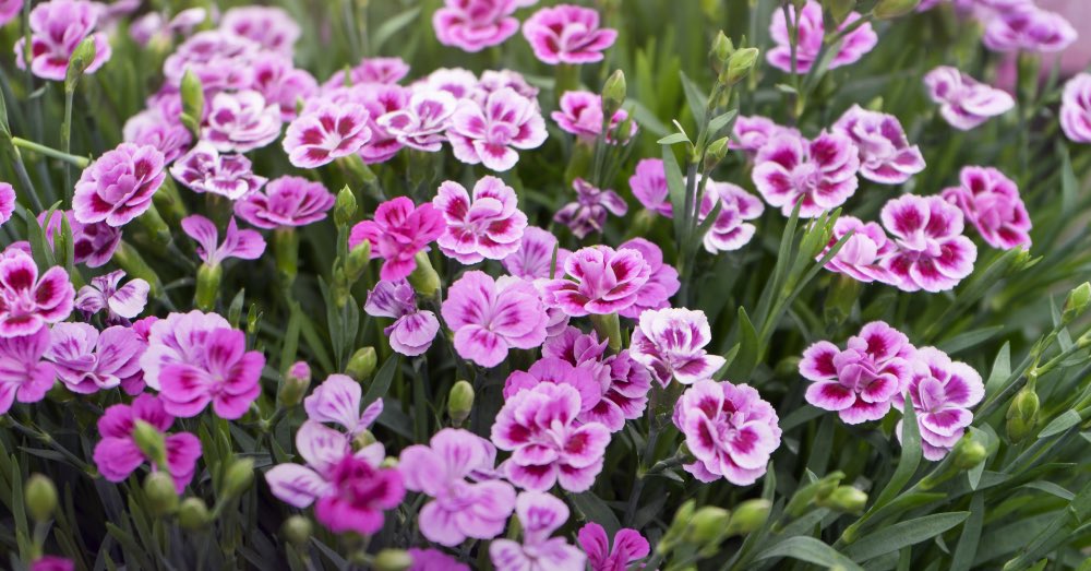 7 Plantas de exterior resistentes al frío y al calor