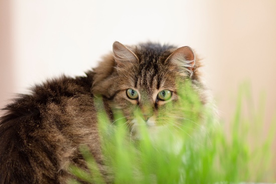 Plantas venenosas para gatos
