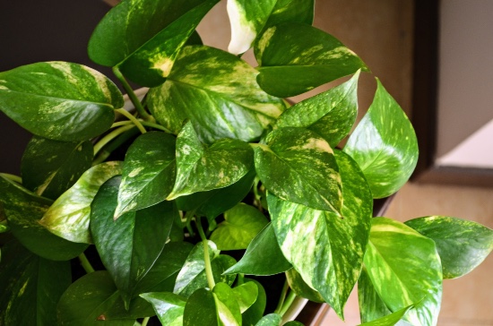 Pothos