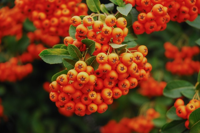 Pyracantha