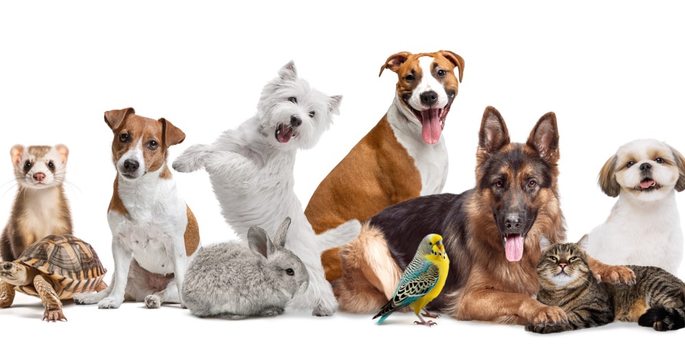 San Antón, patrón de los animales: ¿cuándo y qué se celebra?