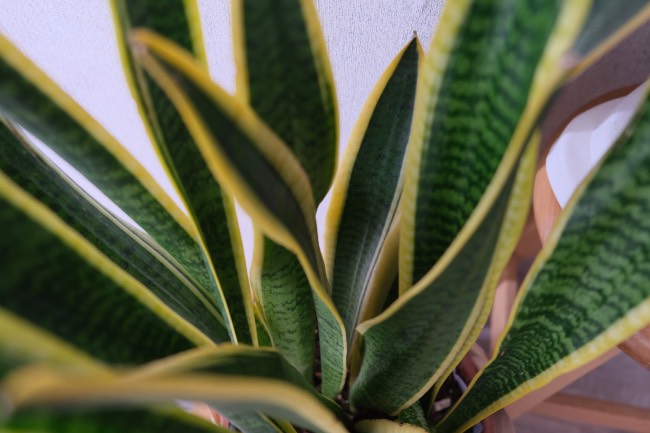 Sansevieria, una de las plantas para pasillos sin luz ideales