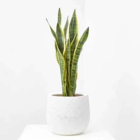 Sansevieria