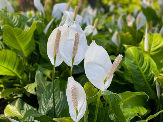 Spatiphyllum
