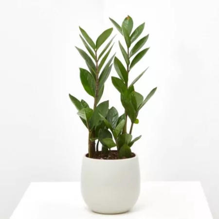 Zamioculca en maceta