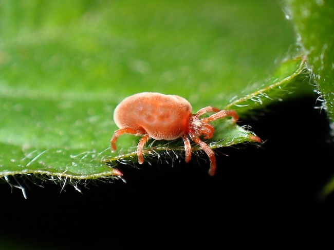 Ácaros, un buen motivo para saber cómo limpiar las hojas de las plantas
