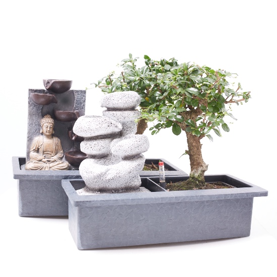 Bonsái de 3 años en base autorizo y decoración zen