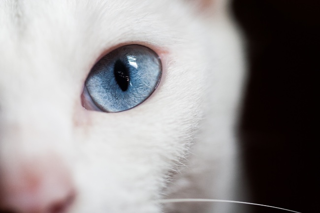 Cómo saber si un gato es albino