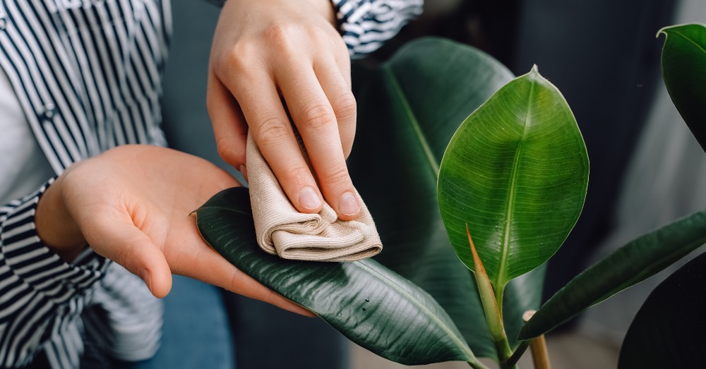 Cómo limpiar las hojas de las plantas correctamente