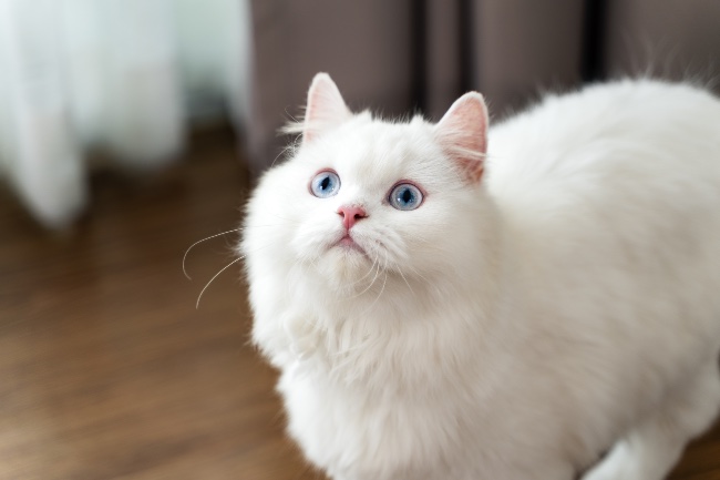 Cuidados del gato albino