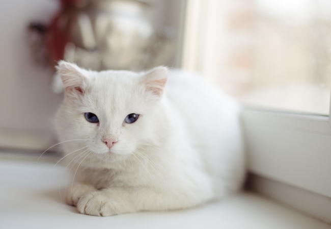 Cuidados del gato sin pigmentación
