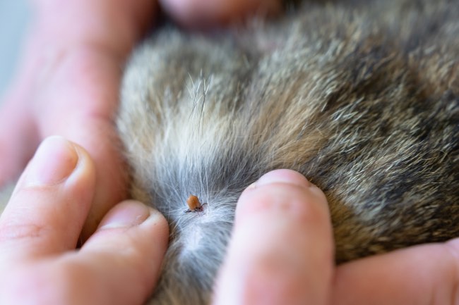 Garrapatas en perros