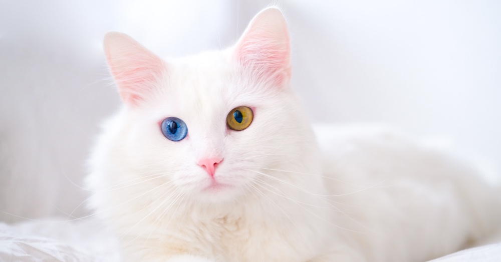 Gato albino: características y cuidados especiales