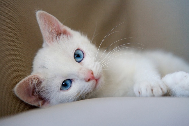 Cachorro de gato blanco con ojos azules.