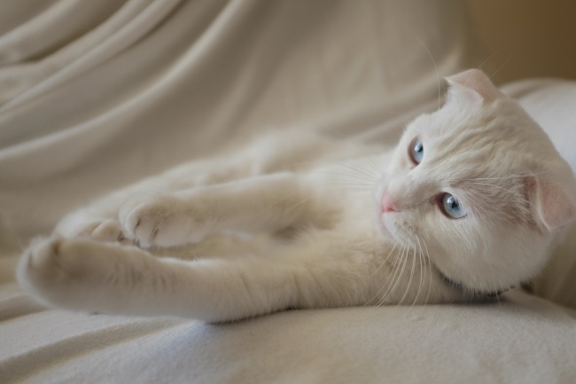 Curiosidades del gato albino