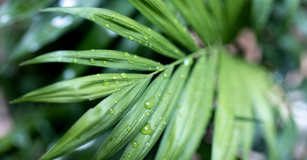 Cuidados de la palmera kentia u Howea forsteriana
