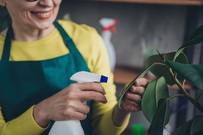 Cómo cuidar las hojas de las plantas