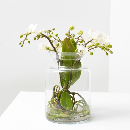 Orquídea phalaenopsis en jarrón 