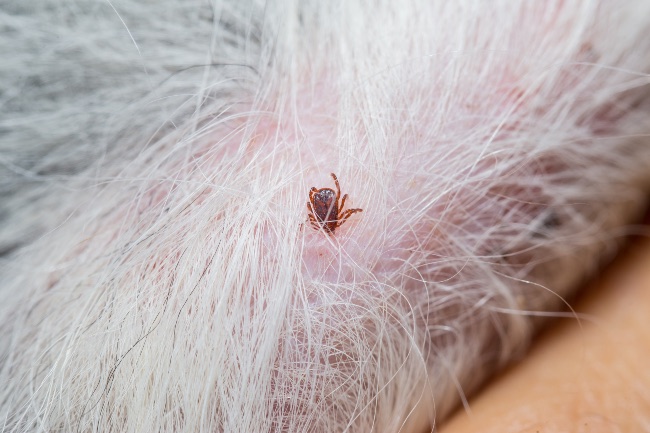 Garrapata en el pelo de un perro.
