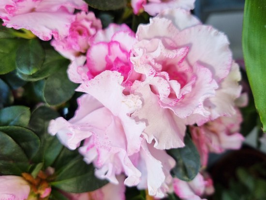 Azalea en flor