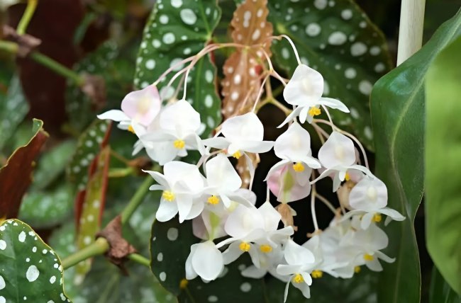 Begonia maculata