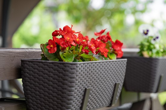 Begonia en flor