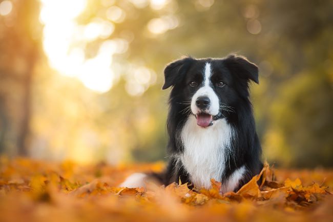 Border collie, la raza de perros inteligentes por excelencia
